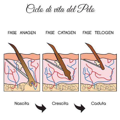 CICLO-vita-pelo